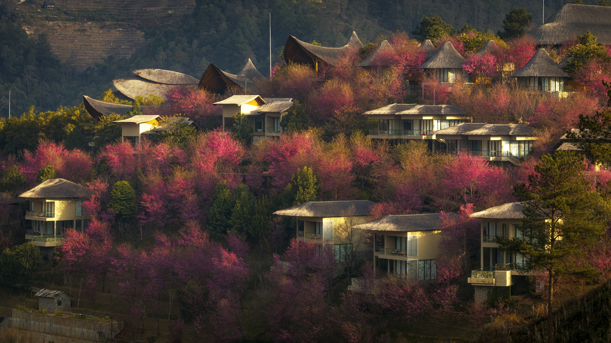 Garrya Mu Cang Chai