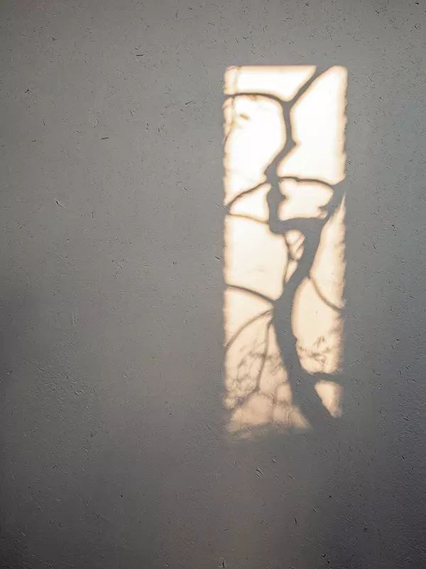 kyoto tree shadows