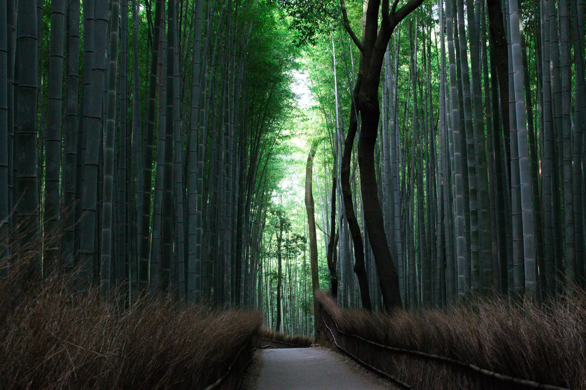 bamboo forest