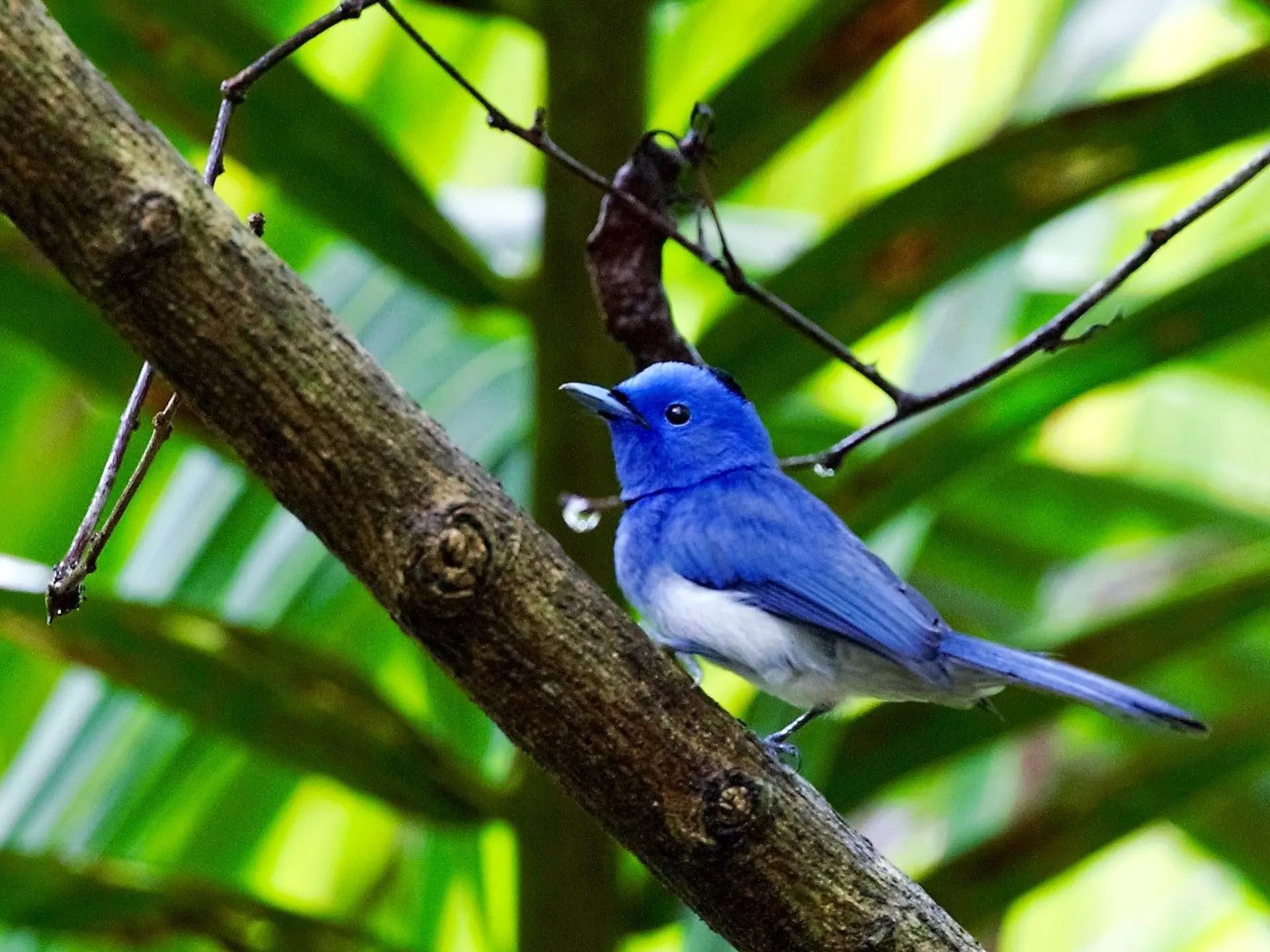 A Sanctuary of Wildlife and Flora at Garrya Tongsai Bay Samui 