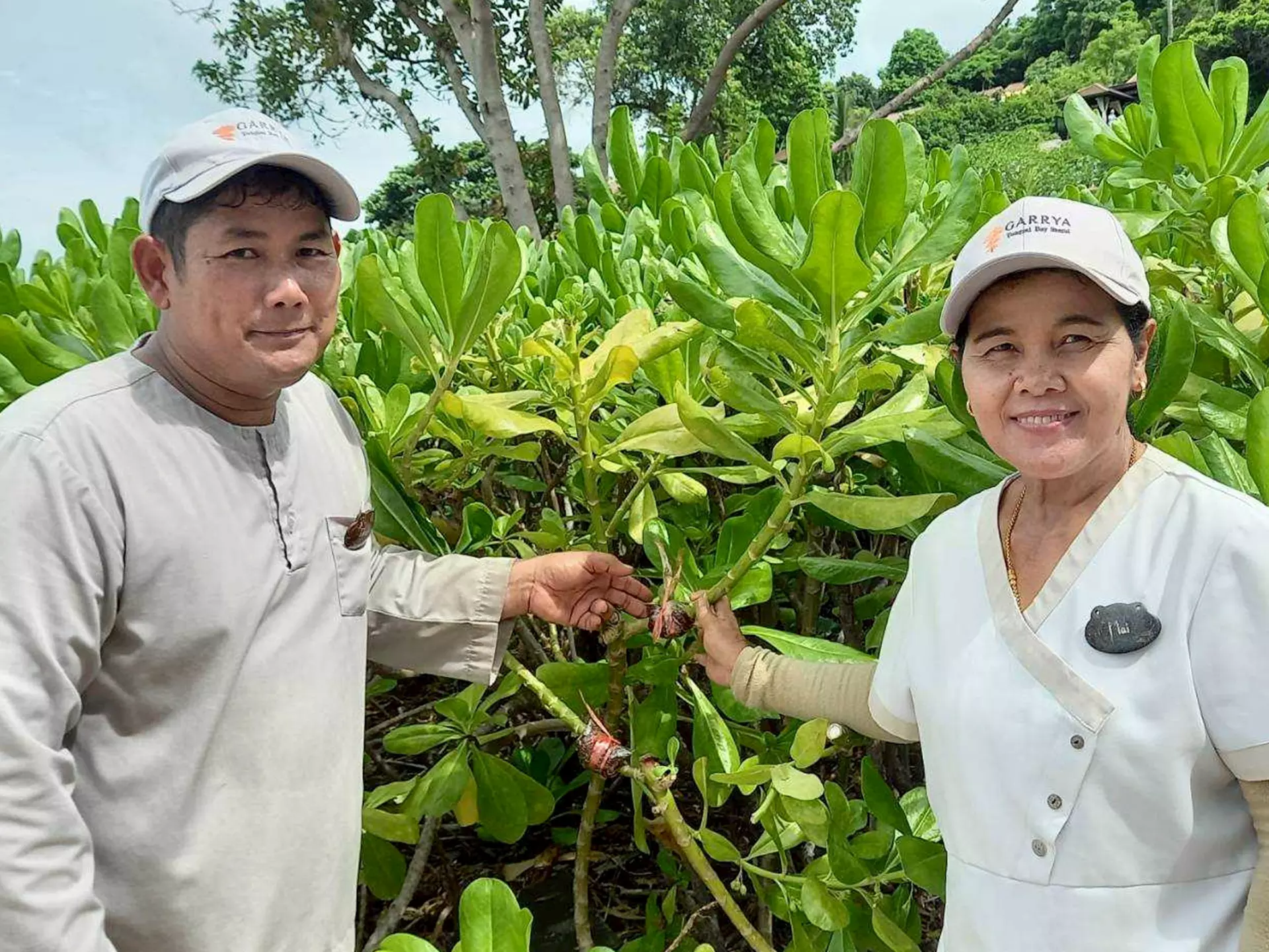 Layering – Tree Propagation