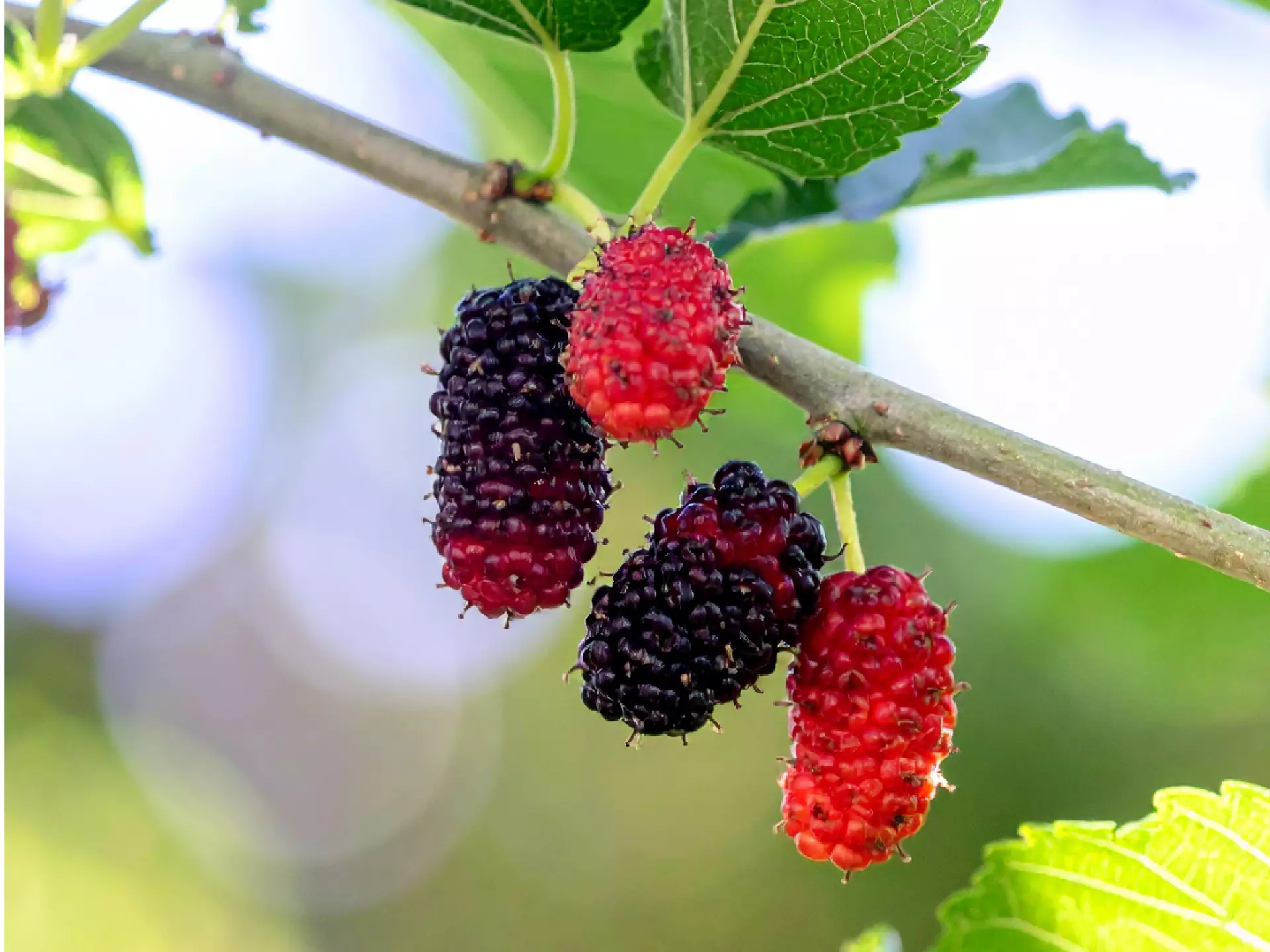 Stay for Good - Mulberry Harvest Experience at Garrya Tongsai Bay Samui