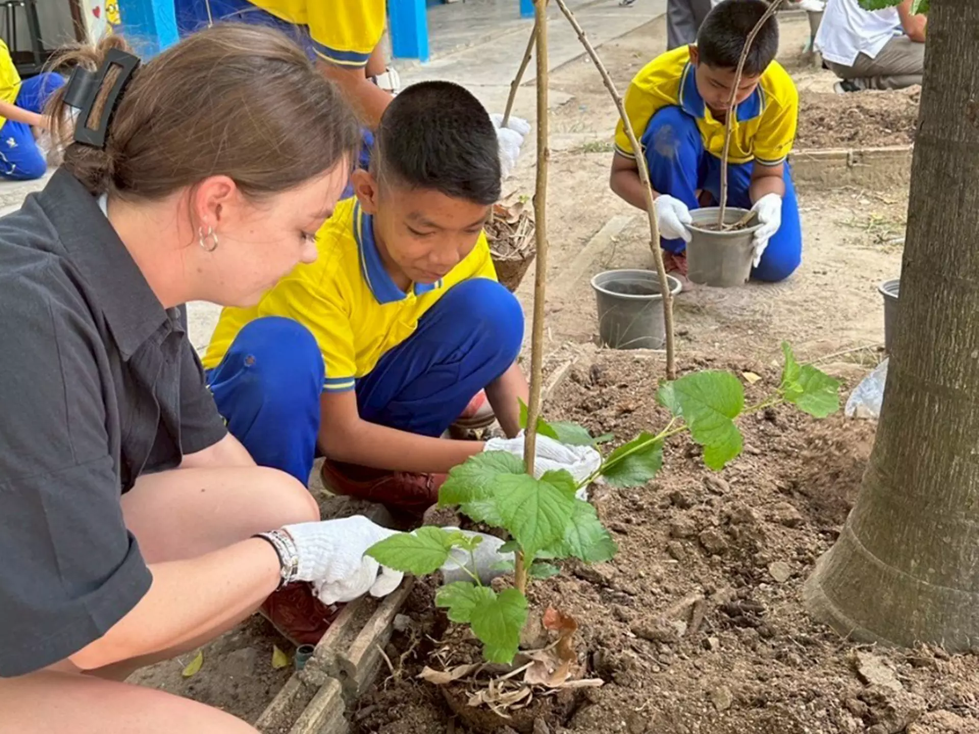 Stay for Good - Mulberry Planted at local schools