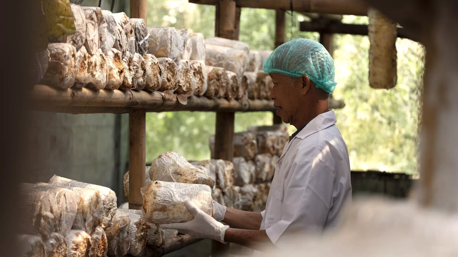 Mushroom farmer is taking care of the baglog during the mushroom cultivation