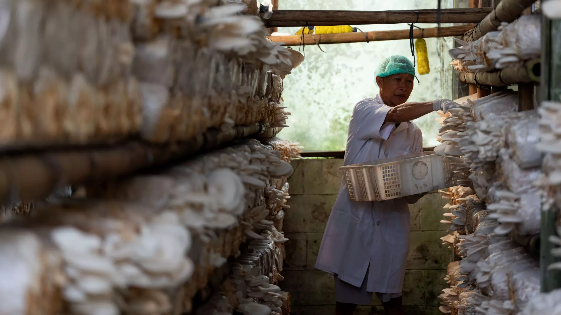 Local farmer cultivate mushroom at the plantation