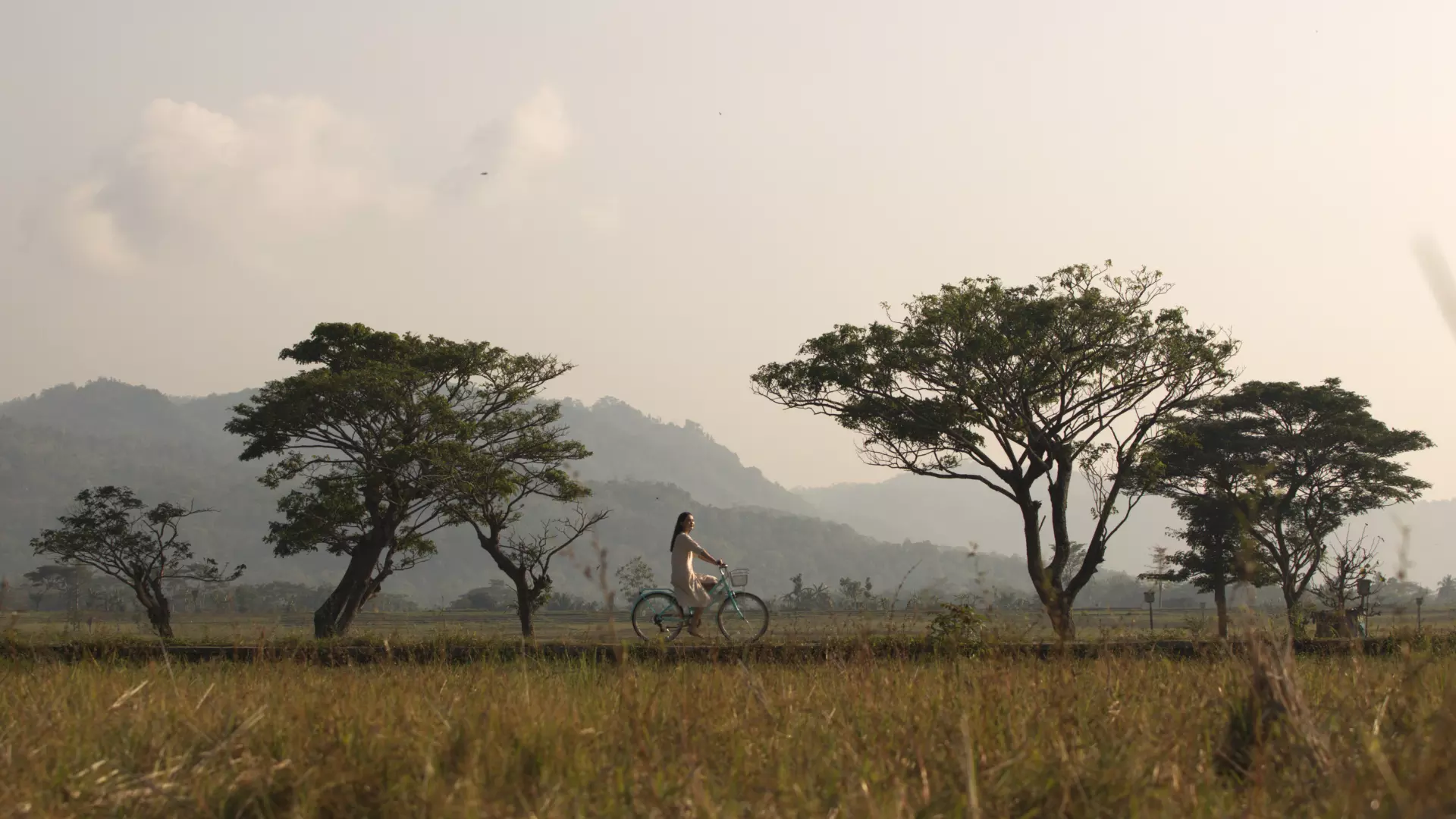 A woman is cycling amidst the paddy field