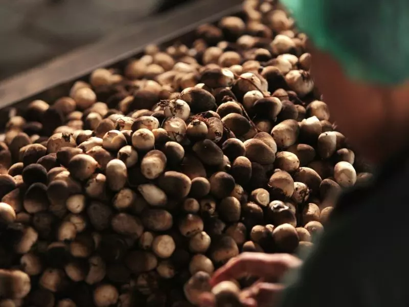 Mushrooms