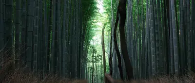 bamboo forest
