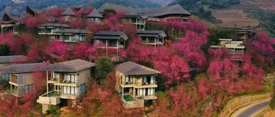 Garrya Mu Cang Chai resort surrounded by blooming To Day flowers in the mountains.