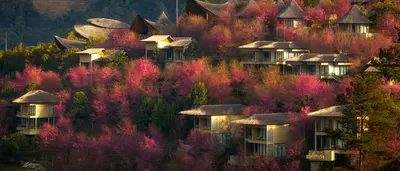 Garrya Mu Cang Chai resort surrounded by blooming To Day flowers in the mountains.