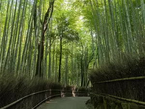 bamboo path