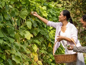 Organic garden at Garrya Tongsai Bay Samui, a luxury hotel resort in Koh Samui
