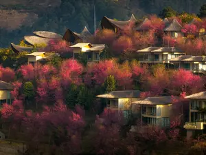 Garrya Mu Cang Chai resort surrounded by blooming To Day flowers in the mountains.